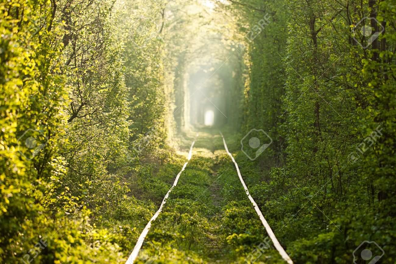 Natural Tunnel Of Love Formed By Trees In Ukraine