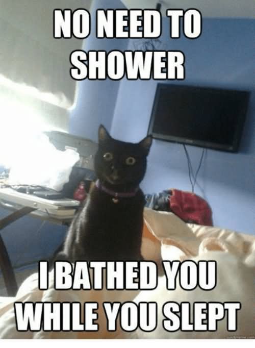 No Need To Shower I Bathed You While You Slept Funny Grumpy Cat Meme Image