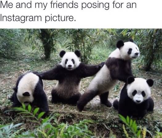 Panda Bears Funny Best Friends Meme Picture For Instagram
