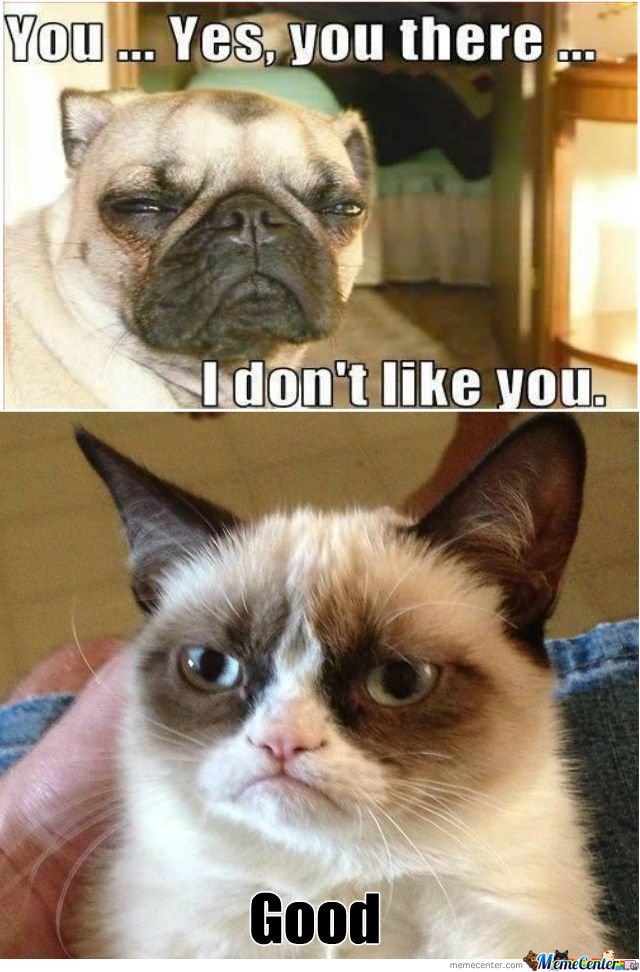 Pug Dog And Grumpy Cat Funny Meme Photo