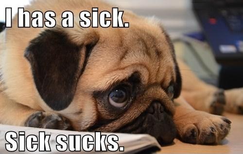 Pug Dog Funny Sick Meme Picture