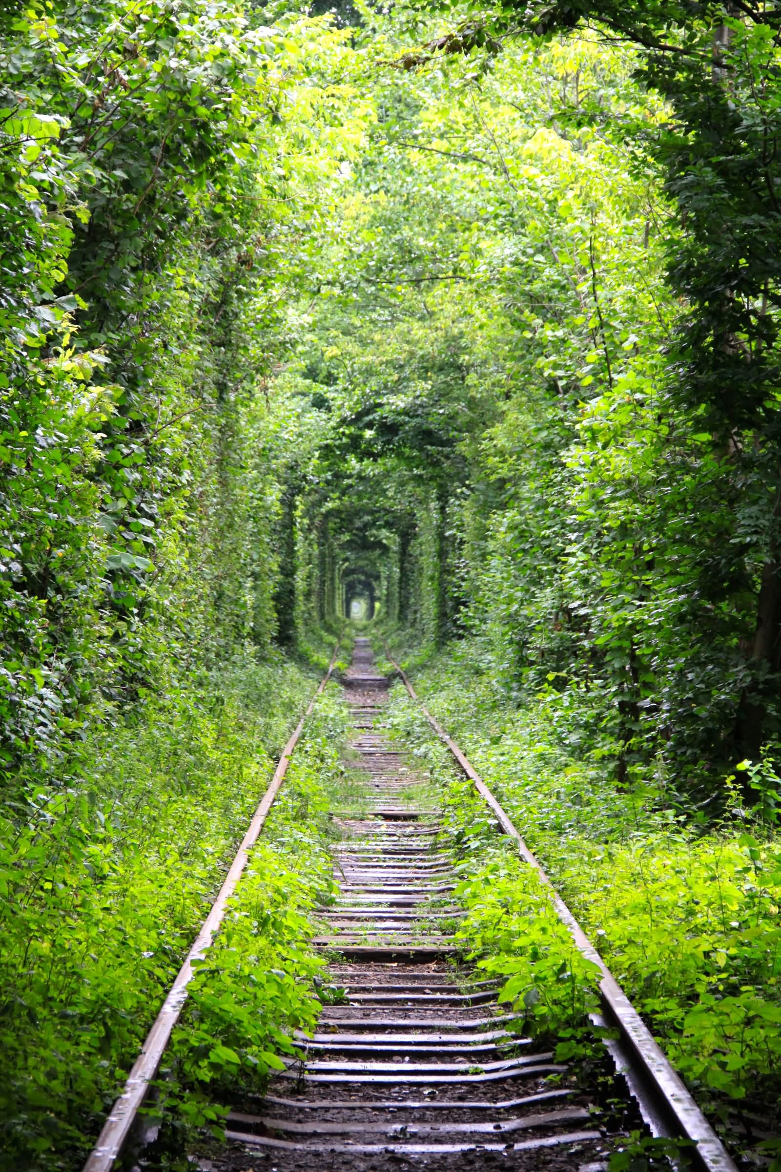 Railway Track At The Tunnel Of Love In Ukraine