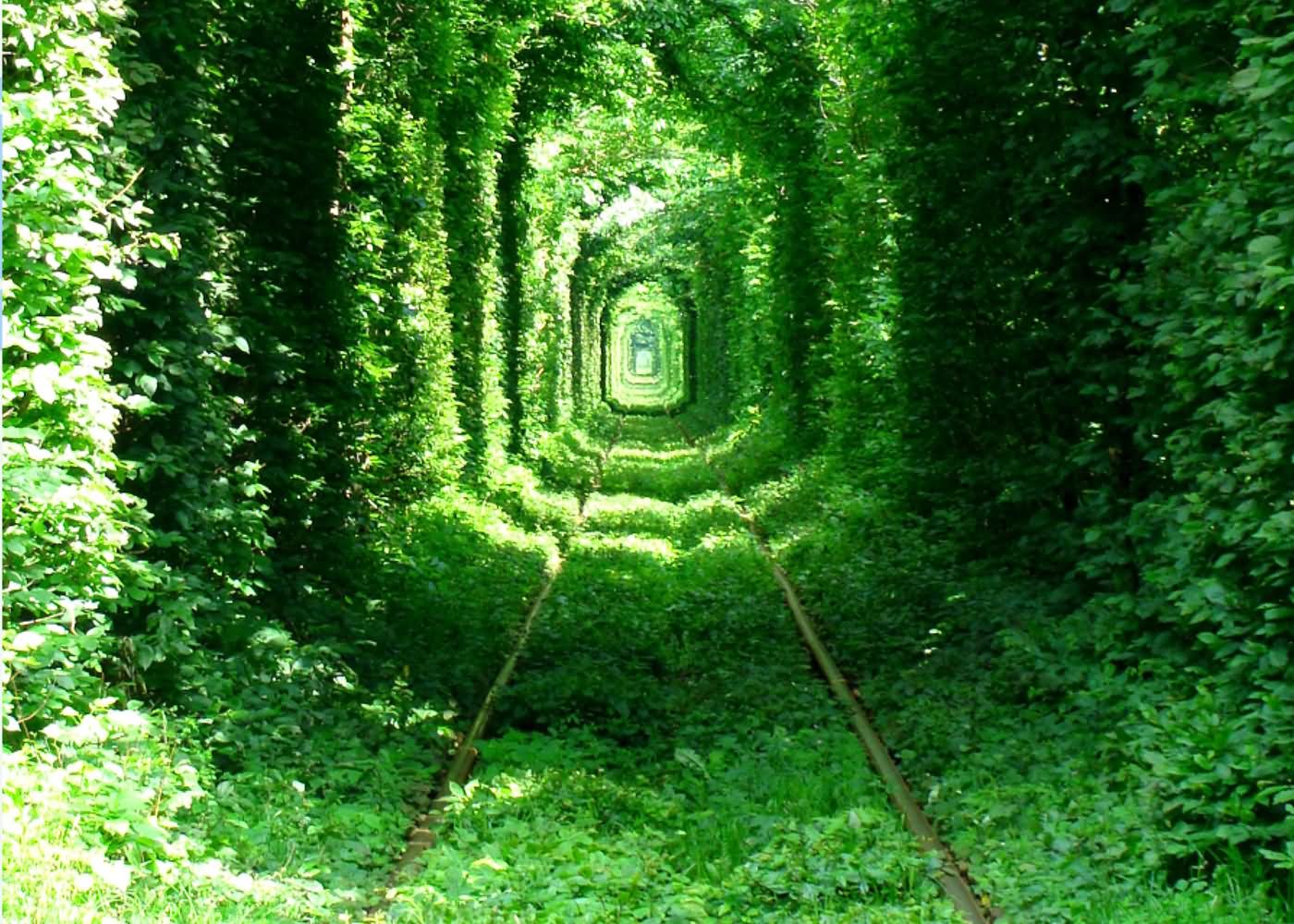 Railway Tunnel Of Love In Ukraine
