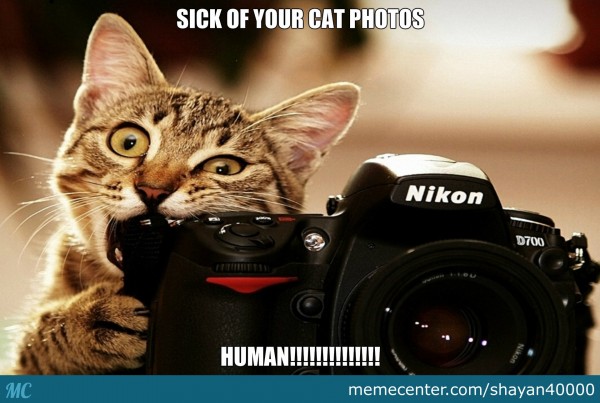 Sick Of Your Cat Photos Human Funny Meme Picture