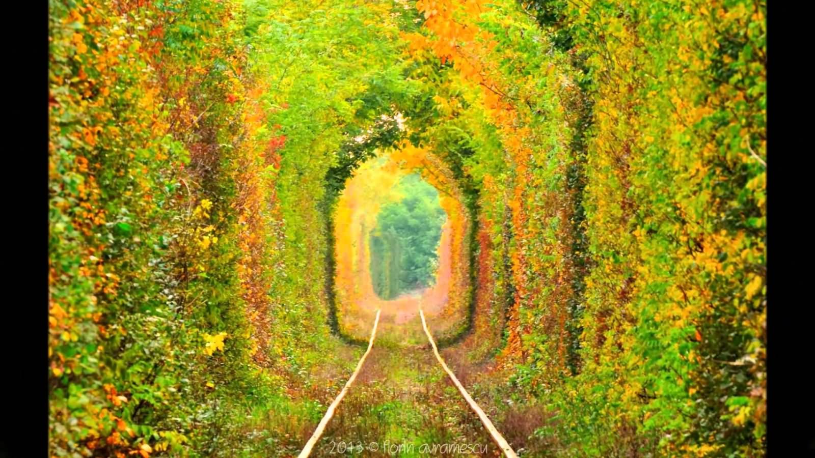 Stunning View Of The Tunnel Of Love During Autumn