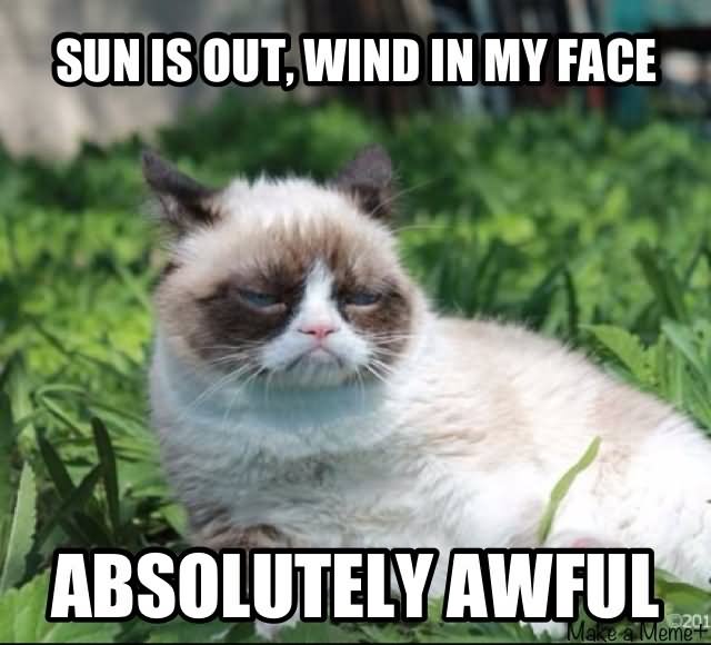 Sun Is Out, Wind In My Face Absolutely Awful Funny Grumpy Cat Photo