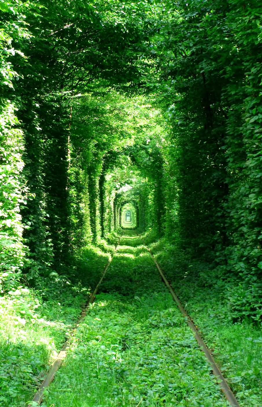 Sunlight Passing From Leaves In Tunnel Of Love Picture
