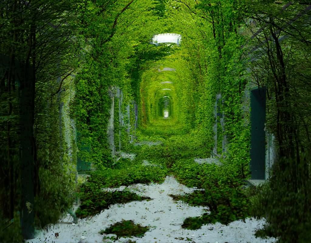 The Natural Tunnel Of Love During Winter Season