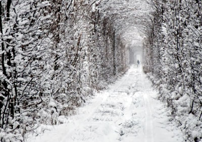The Tunnel Of Love Covered With Snow In Winters