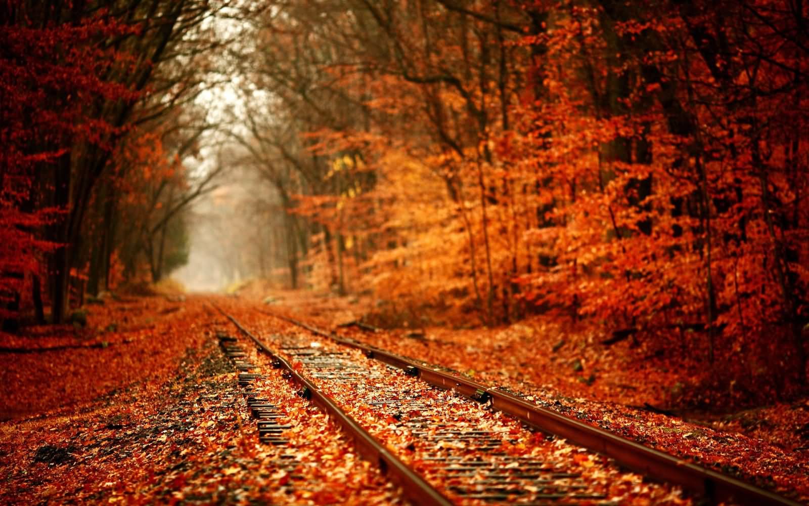 The Tunnel Of Love During Autumn Season