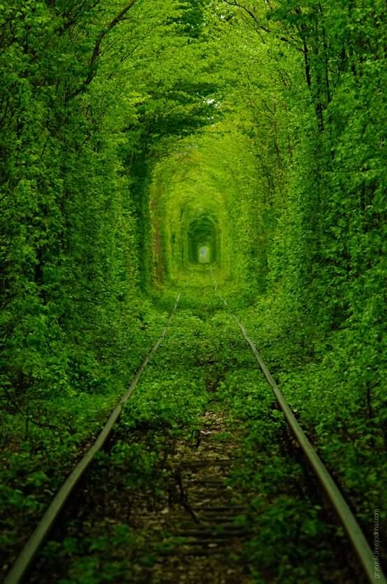 The Tunnel Of Love In Klevan, Ukraine