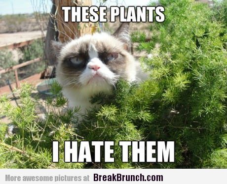 These Plants I Hate Them Funny Grumpy Cat Image