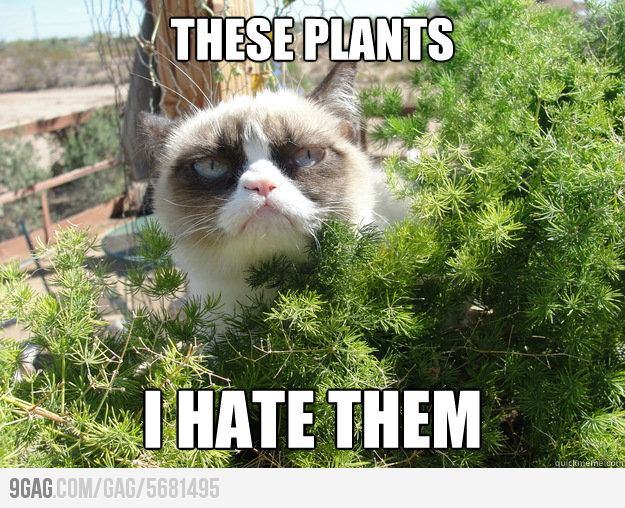 These Plants I Hate Them Funny Grumpy Cat Meme Photo