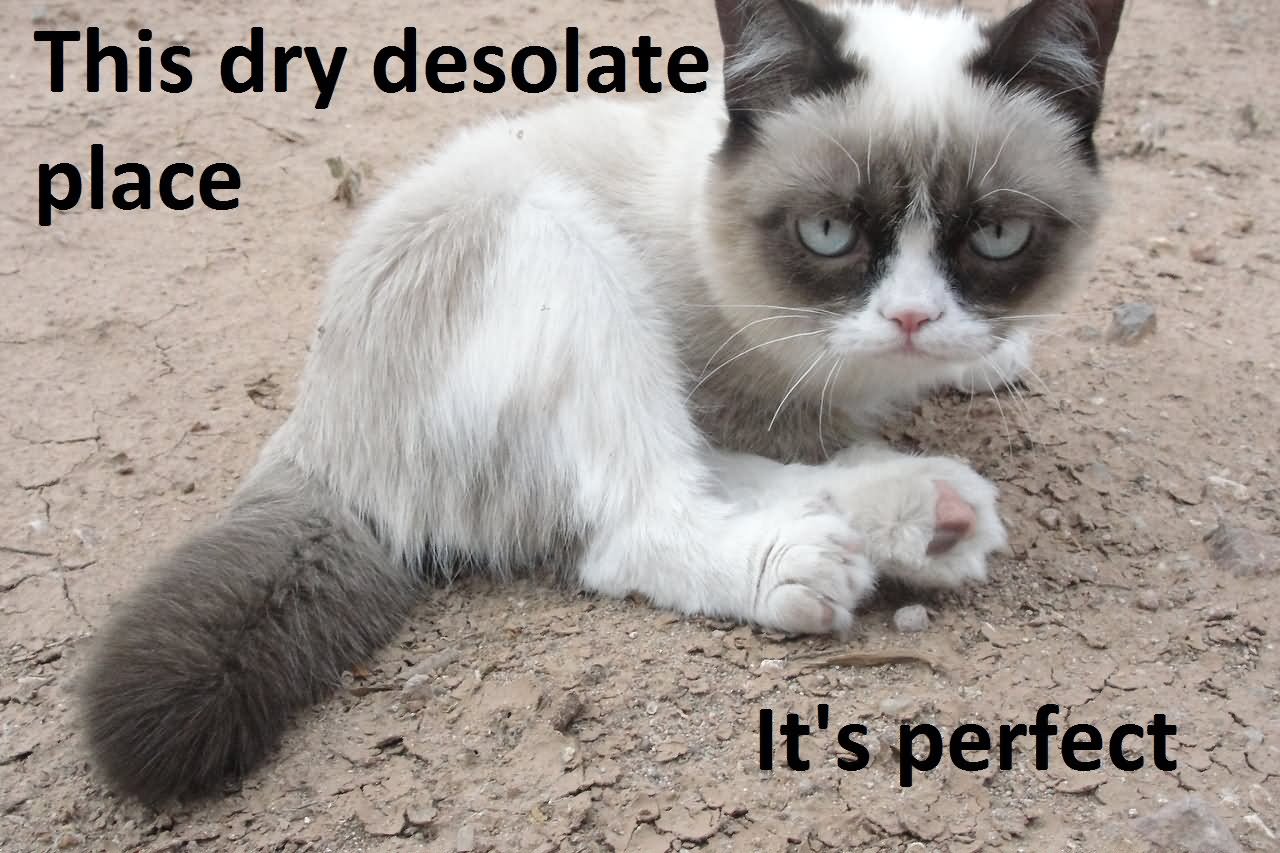 This Dry Desolate Place It's Perfect Funny Grumpy Cat Image