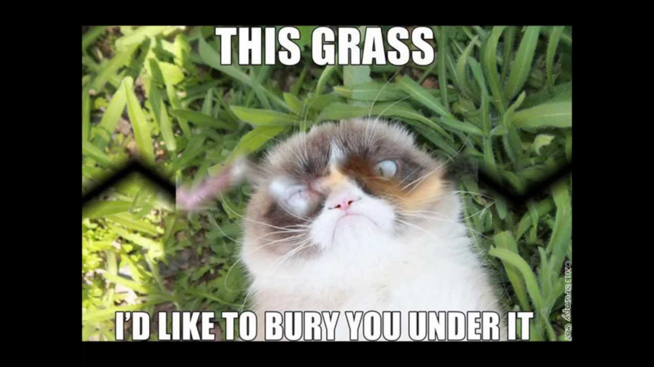 This Grass I'd Like To Bury You Under It Funny Grumpy Cat Meme Image