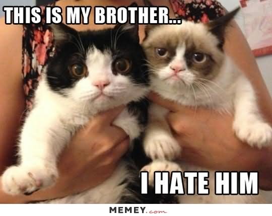 This Is My Brother I Hate Him Funny Grumpy Cat Picture