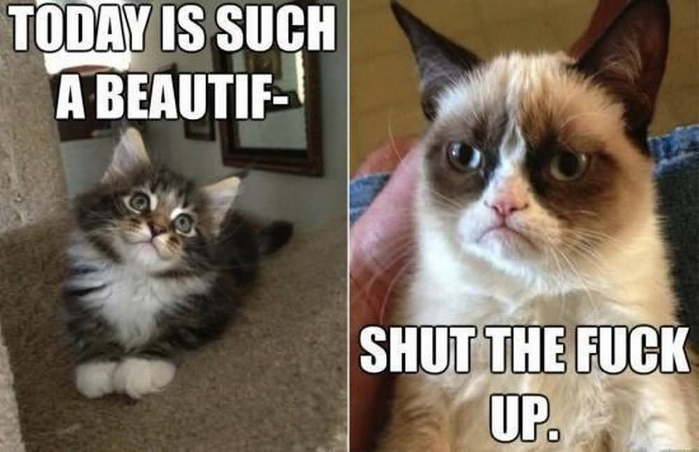 Today Is Such A Beautiful Shut The Fuck Up Funny Grumpy Cat Image