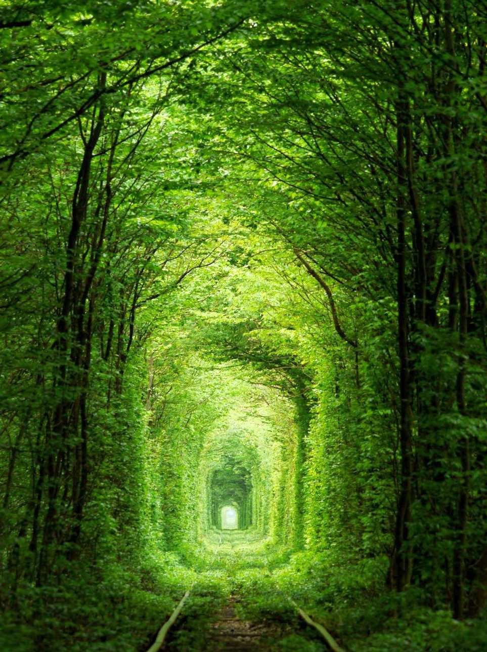 Tunnel Of Love Covered With Green Leaf Trees Picture