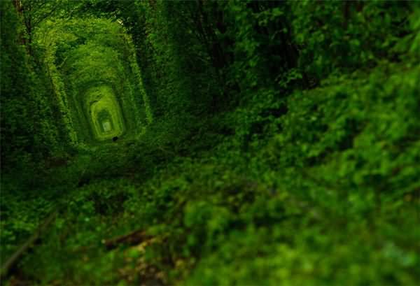 Tunnel Of Love Covered With Green Leaves In Ukraine