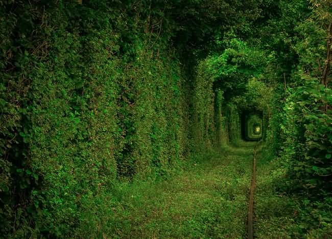 Tunnel Of Love Covered With Green Trees