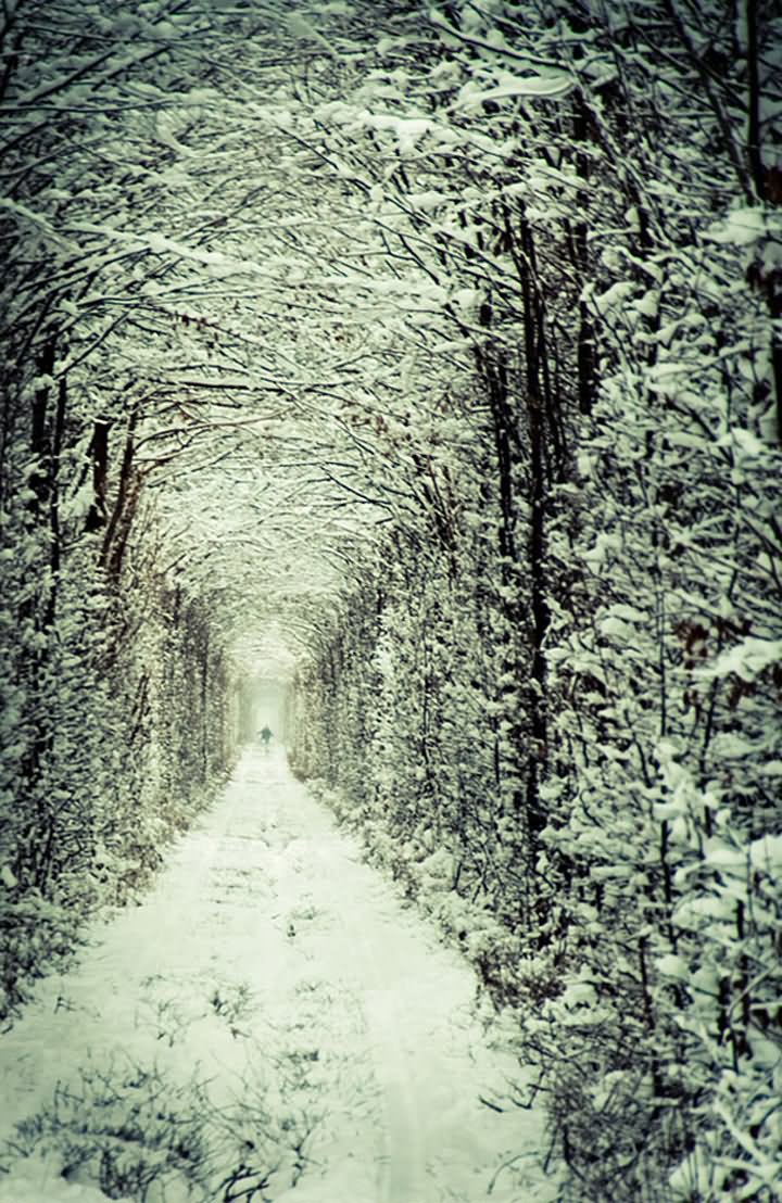 Tunnel Of Love Covered With Snow During Winter Season