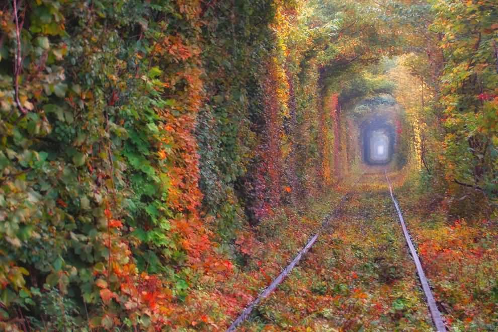 Tunnel Of Love During Autumn Season Picture