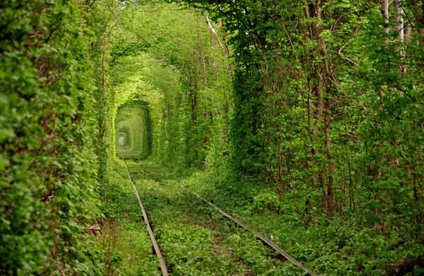 Tunnel Of Love In Ukraine