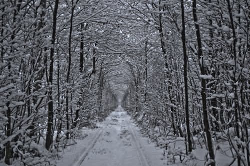 Tunnel Of Love With Snow During Winters In Klevan, Ukraine