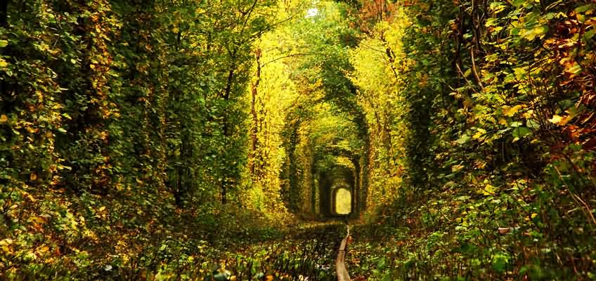 Unique Natural Scene Of The Tunnel Of Love In Ukraine