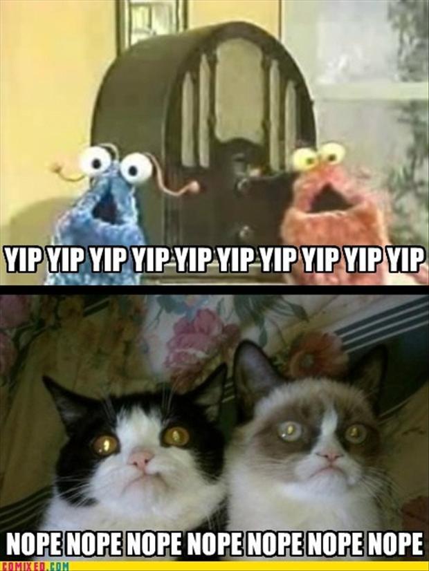 Very Funny Yip Yip And Nope Nope Grumpy Cats Picture