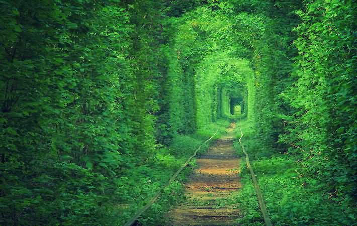 Walk Through The Tunnel Of Love In Klevan, Ukraine