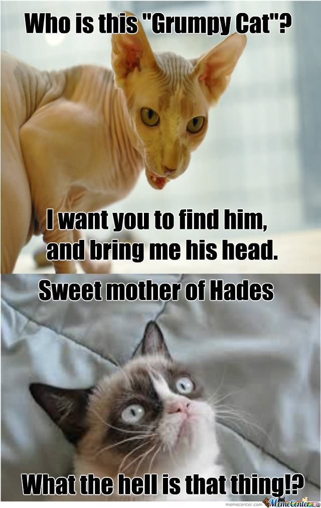 Funny Cat Memes You Rock