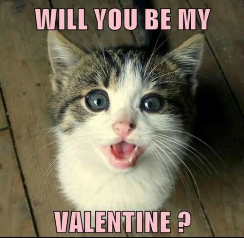 Will You Be My Valentine Funny Grumpy Cat Meme Image