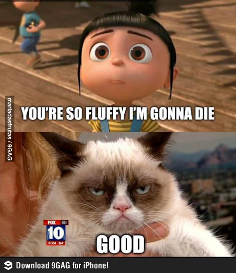 You Are Fluffy I Am Gonna Die Good Funny Grumpy Cat Picture