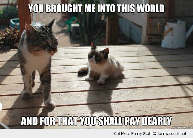 You Brought Me Into This World And For That You Shall Pay Dearly Funny Grumpy Cat Picture