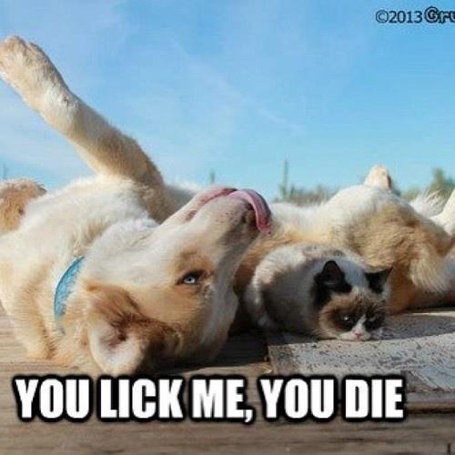 You Lick Me You Die Funny Grumpy Cat Image