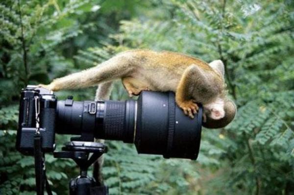 Baby Monkey Trying To Take Selfie. World Photography Day