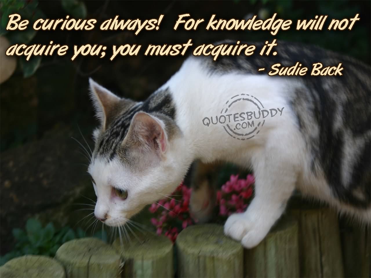 Be curious always For knowledge will not acquire you you must acquire it.  - Sudie Back
