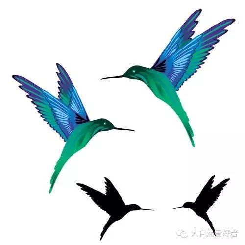 Black and Colored Flying Colibri Tattoos Designs