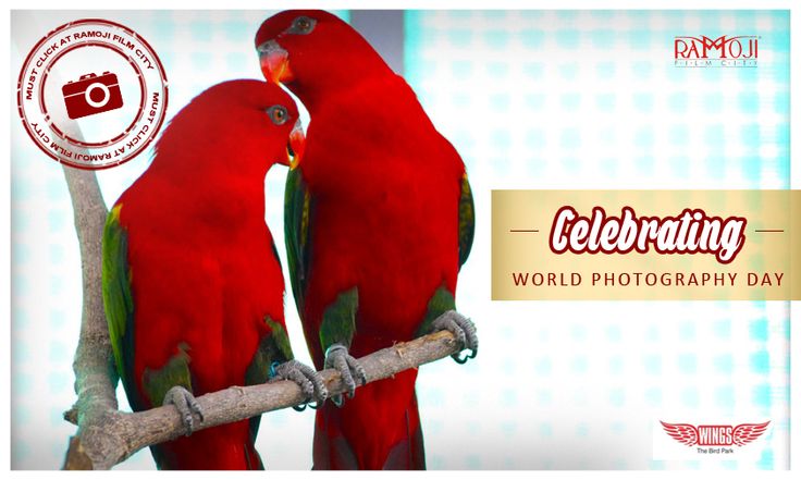 Celebrating World Photography Day Adorable Click Of Parrots Couple