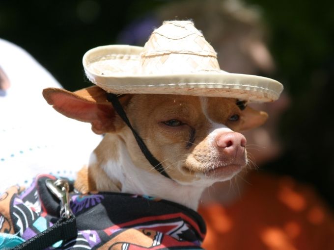 Cute Puppy Wearing Sombrero During Cinco de Mayo Celebrations
