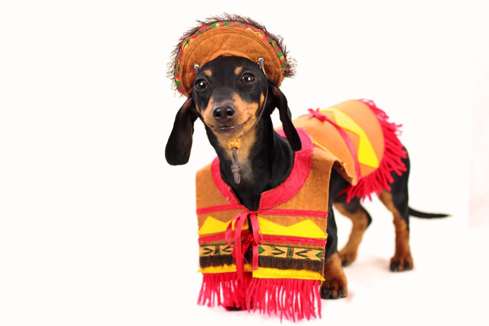 Dachshund Dog Wearing Mexican Dress Wishing You Happy Cinco de Mayo