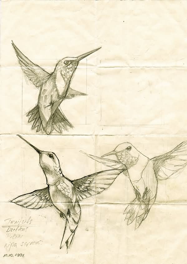 Flying Colibri Tattoos Designs Sketch