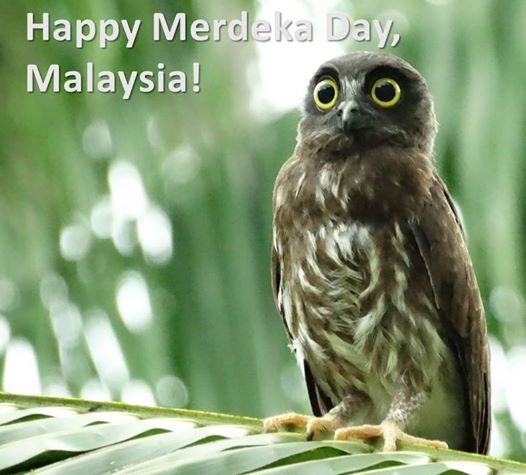 Happy Merdeka Day Malaysia Owl Picture