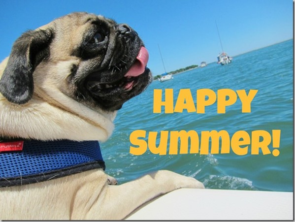 Happy Summer Pug Dog Surfing Picture