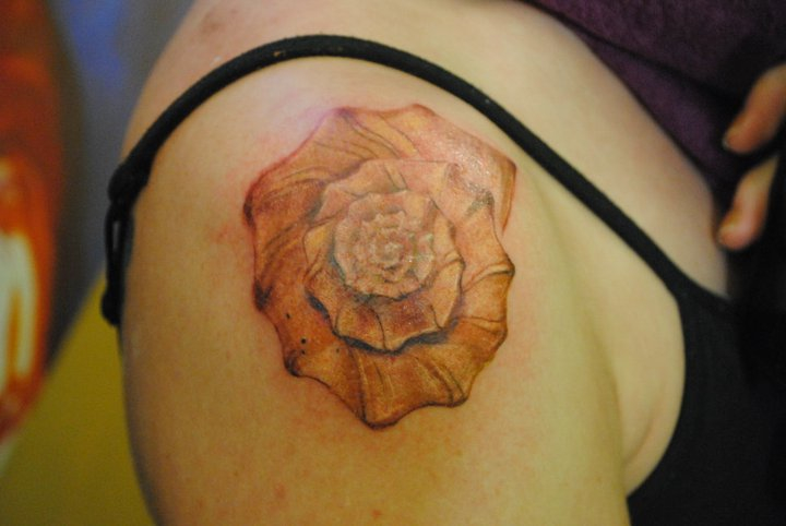 Nice Conch Shell Tattoo On Right Shoulder
