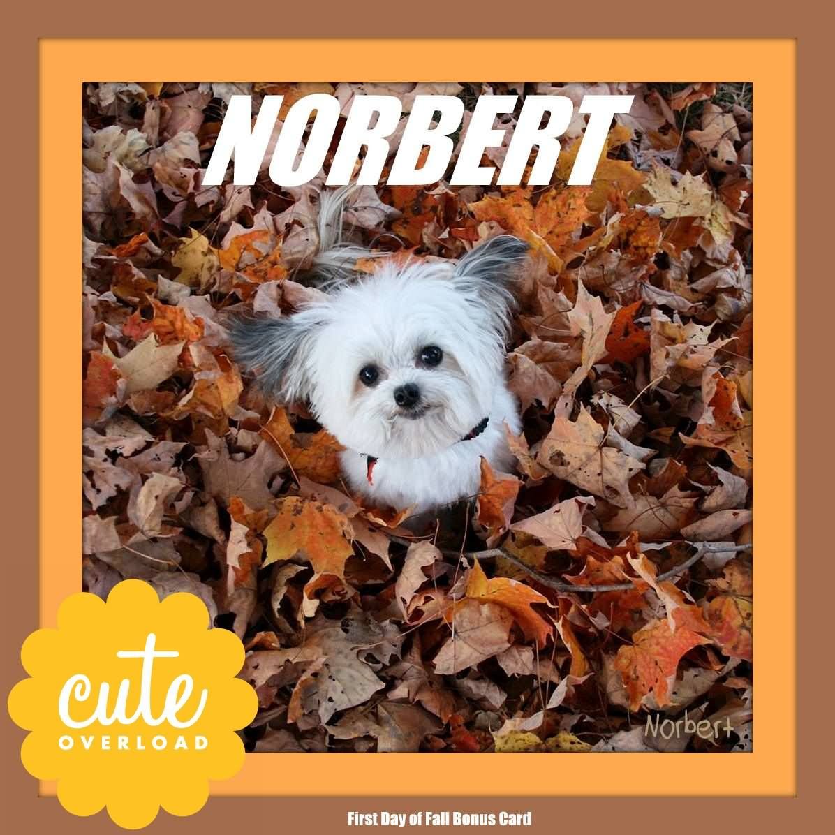 Cute Little Puppy Sitting On Fallen Leaves Happy First Day of Fall Greeting Card Image