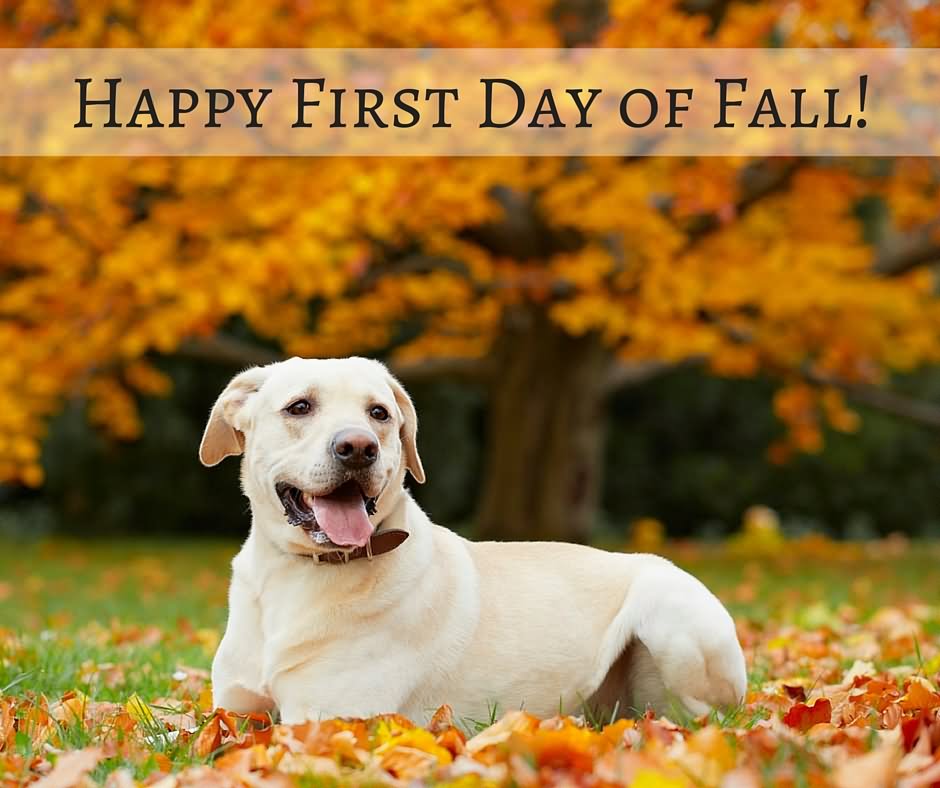 Happy First Day Of Fall 2016 Dog Sitting On Fallen Leaves Picture