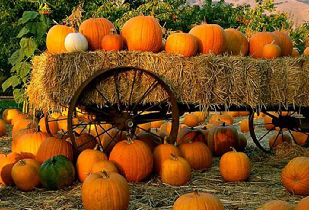 Happy First Day Of Fall Pumpkins Picture