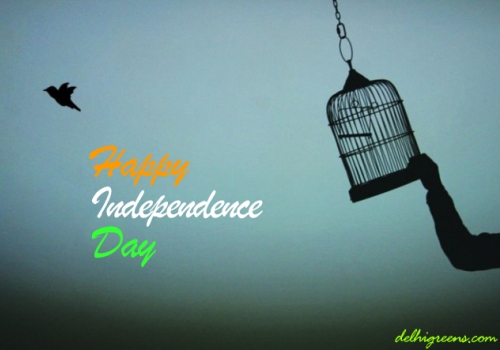 Happy Independence Day Bird Gets Freedom From Cage Picture